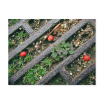 Iron Grate & Berries - Postcard