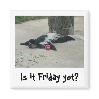 Is it Friday yet? Funny monkey magnet by topchef33