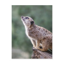Is there something out there meerkat postcards