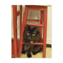 is this where guests sit? Postcard by KatAnnette is this where guests sit? Postcard