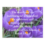 Isaiah 35:1-2 ~ The Crocus postcards