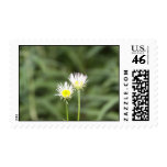 ISeeds of joy stamp
