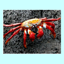Isla Seymour, Galapagos, Red crab postcards