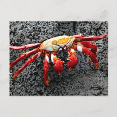 Isla Seymour, Galapagos, Red crab Post Card