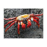 Isla Seymour, Galapagos, Red crab postcards