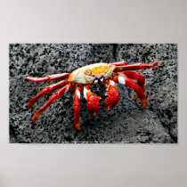 Isla Seymour, Galapagos, Red crab Poster
