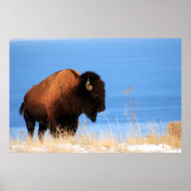 Island Buffalo posters