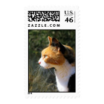 Island Cat postage