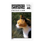 Island Cat Stamps