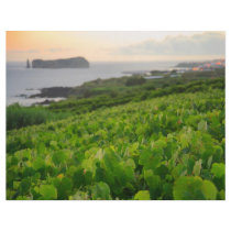 Islet and Vineyards Full Color Flyer