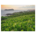 Islet and Vineyards Full Color Flyer
