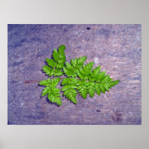 Isolated fresh fern leaf poster