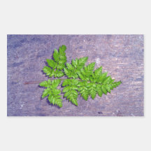 Isolated fresh fern leaf rectangle stickers