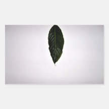 Isolated Green Leaf on white background Rectangular Stickers