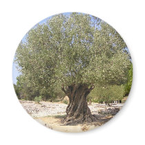 Israel Olive Tree Magnets