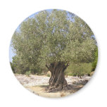 Israel Olive Tree magnets