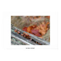 It Grows on You posters by Ben_Morrell It Grows on You posters