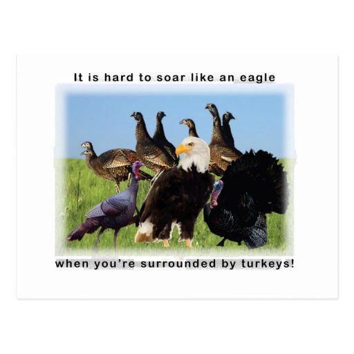 it-is-hard-to-soar-like-an-eagle-quotation-postcard-zazzle