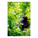 It is weird to be a big monkey. posters