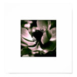 floral, photography, anemones, nature, botanical,
