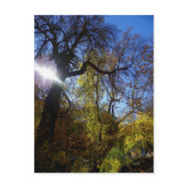 It was a long walk... postcards