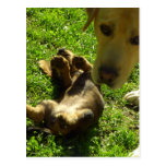 It wasn't me post card