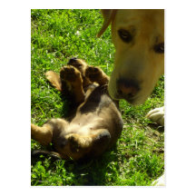 It wasn't me post card