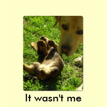It wasn't me t-shirts