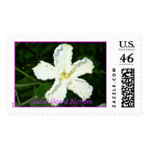 Italian Gourd blossom postage by myfloralgarden Italian Gourd blossom postage