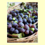 Italian Grapes Postcard postcards