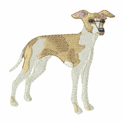 Italian Greyhound Italian Greyhound