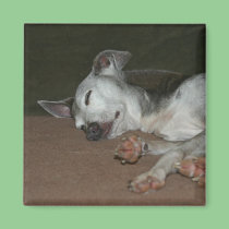 Italian Greyhound Magnet - "Max" magnets