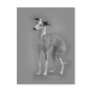 Italian Greyhound on Gray Postcards