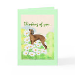 ig, italian greyhound, greyhound, whippet, sight