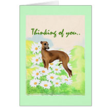 Italian Greyhound: Thinking of You Greeting Cards