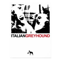 Italian Greyhound White posters by 7thEngine Italian Greyhound White posters