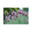 Italian Lavendar posters by corgilover Italian Lavendar posters