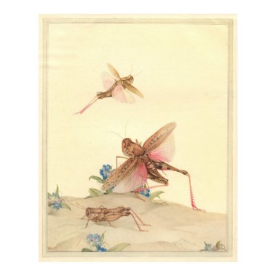 ITALIAN LOCUSTS - Insect Book Illustration Print by ZephyrusBooks