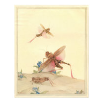 ITALIAN LOCUSTS - Insect Book Illustration posters by ZephyrusBooks ITALIAN LOCUSTS - Insect Book Illustration posters