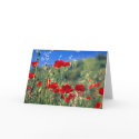 Italian Poppies cards by joeyartist Italian Poppies cards