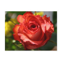 Italian Rose postcards by pattirm1 Italian Rose postcards