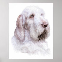 Italian Spinone Italiano posters