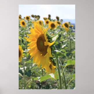 Italian Sunflower print