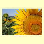 Italian Sunflower Print posters