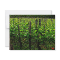 ITALIAN VINEYARD TUSCANY invitations by foreverspring ITALIAN VINEYARD TUSCANY invitations