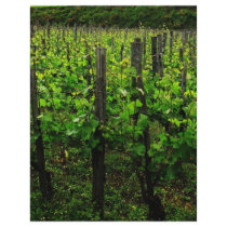 ITALIAN VINEYARD TUSCANY CUSTOM LETTERHEAD
