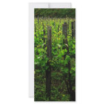 ITALIAN VINEYARD TUSCANY CUSTOMIZED RACK CARD