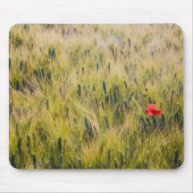 Italy, Tuscany, Lone poppy in Spring Wheat Mouse Pads