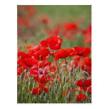 Italy, Tuscany, Mass of Summer Poppies in Postcard