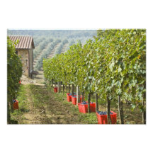 Italy, Tuscany, Montalcino. Bins of harvested Art Photo